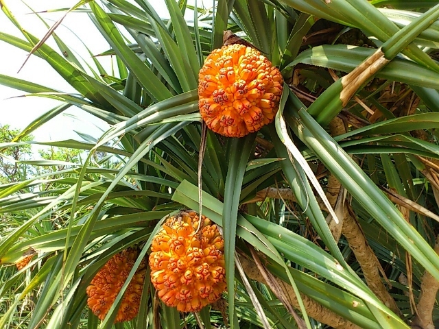 旬の植物 アダンの実 沖縄県花卉園芸農業協同組合 太陽の花 沖縄県花卉園芸農業協同組合 太陽の花