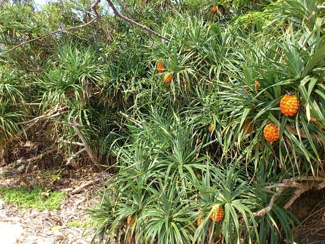 旬の植物 アダンの実 沖縄県花卉園芸農業協同組合 太陽の花 沖縄県花卉園芸農業協同組合 太陽の花