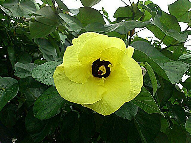 旬の植物 ゆうなの木 沖縄県花卉園芸農業協同組合 太陽の花 沖縄県花卉園芸農業協同組合 太陽の花