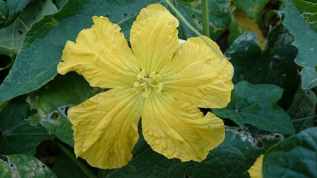 旬の植物 ヘチマの花 沖縄県花卉園芸農業協同組合 太陽の花 沖縄県花卉園芸農業協同組合 太陽の花