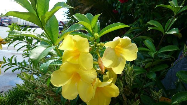 旬の植物 オオバナアリアケカズラ 沖縄県花卉園芸農業協同組合 太陽の花 沖縄県花卉園芸農業協同組合 太陽の花