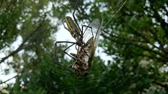 食物連鎖①（Web大）