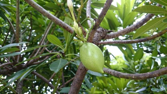 旬の植物 キョウチクトウの実 沖縄県花卉園芸農業協同組合 太陽の花 沖縄県花卉園芸農業協同組合 太陽の花