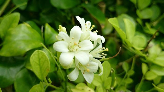 旬の植物 ゲッキツ 沖縄県花卉園芸農業協同組合 太陽の花 沖縄県花卉園芸農業協同組合 太陽の花