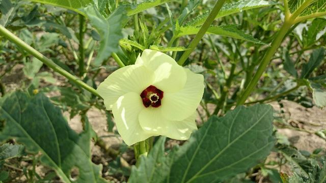 旬の植物 オクラの花 沖縄県花卉園芸農業協同組合 太陽の花 沖縄県花卉園芸農業協同組合 太陽の花