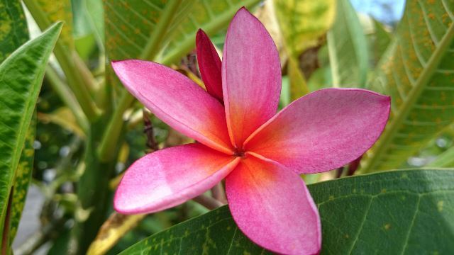 旬の植物・「プルメリア」 | 沖縄県花卉園芸農業協同組合-太陽の花