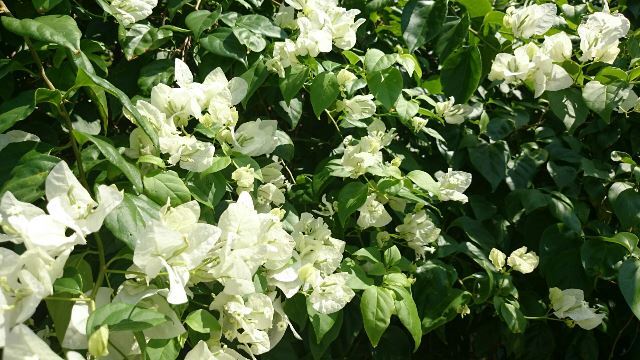 旬の植物 ブーゲンビリア 白 沖縄県花卉園芸農業協同組合 太陽の花 沖縄県花卉園芸農業協同組合 太陽の花