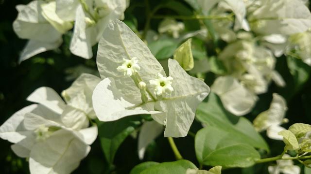 旬の植物 ブーゲンビリア 白 沖縄県花卉園芸農業協同組合 太陽の花 沖縄県花卉園芸農業協同組合 太陽の花