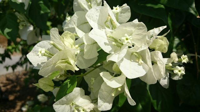 旬の植物 ブーゲンビリア 白 沖縄県花卉園芸農業協同組合 太陽の花 沖縄県花卉園芸農業協同組合 太陽の花