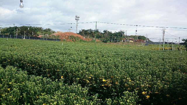 小菊圃場①（Web大）