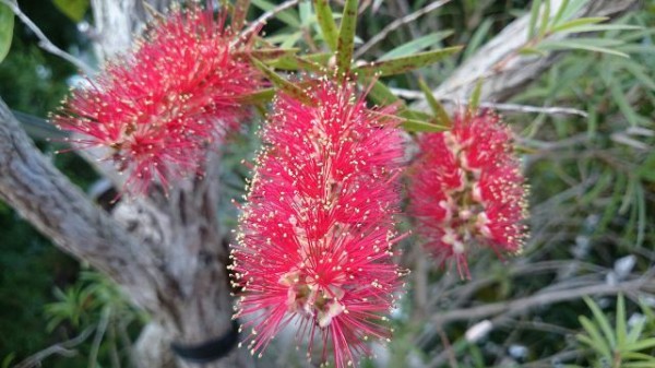 マキバブラシノキ①（Web大）