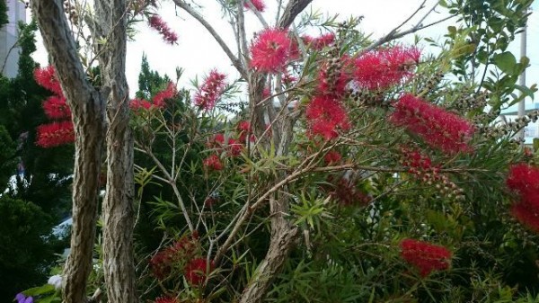 マキバブラシノキ②（Web大）