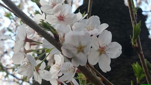 桜①（Web大）