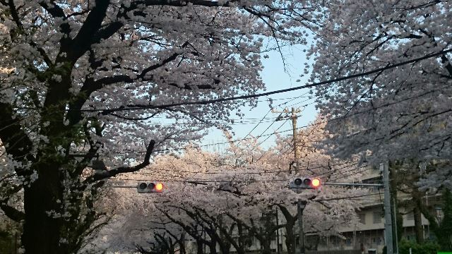 桜②（Web大）