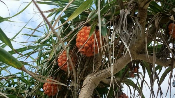 旬の植物 アダンの実 沖縄県花卉園芸農業協同組合 太陽の花 沖縄県花卉園芸農業協同組合 太陽の花