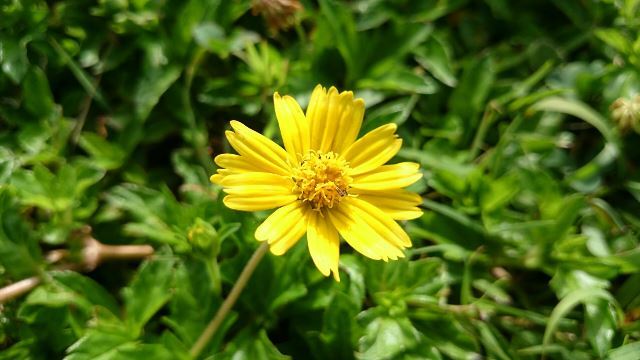 旬の植物 アメリカハマグルマ 沖縄県花卉園芸農業協同組合 太陽の花 沖縄県花卉園芸農業協同組合 太陽の花