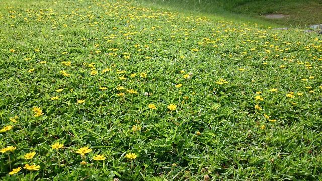 旬の植物 アメリカハマグルマ 沖縄県花卉園芸農業協同組合 太陽の花 沖縄県花卉園芸農業協同組合 太陽の花