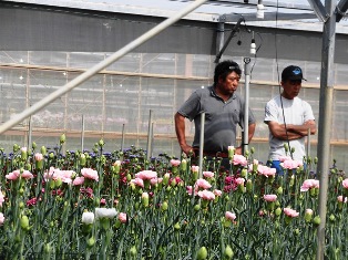 草花展示会③ (電子メール大)