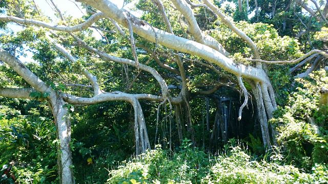 山 海 茶屋⑦　(Web大)