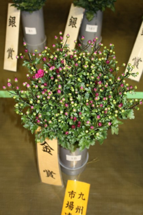 小菊（赤）金賞　(電子メール大)