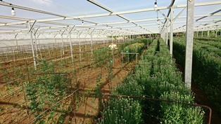 夏小菊①（電子メール大）