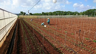 圃場・菊苗・植付⑥（電子メール大）