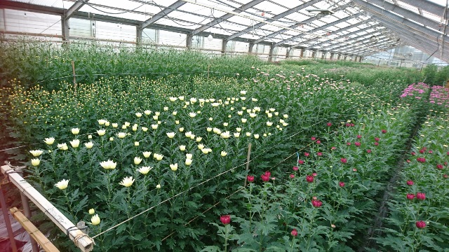 植物の成長記録①（Ｗｅｂ大）