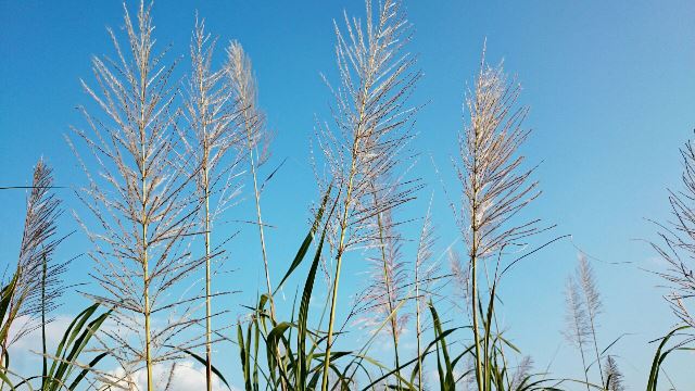 サトウキビの花（Ｗｅｂ大）