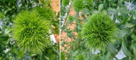 201801植物の成長記録②（Ｗｅｂ小）