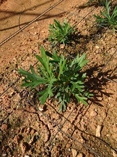 植物の成長記録④（電子メール大）