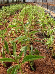 植物の成長記録①（電子メール大）