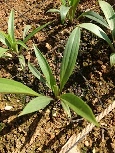 植物の成長記録②（電子メール大）