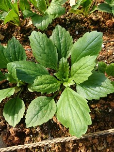 植物の成長記録③（電子メール大）