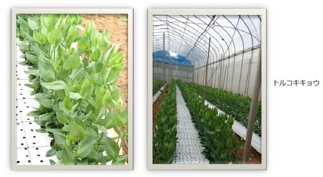 201812植物の成長記録加工②（Ｗｅｂ小）
