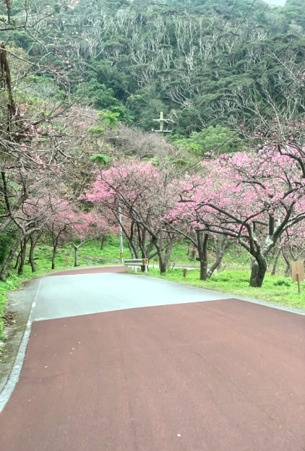 桜②