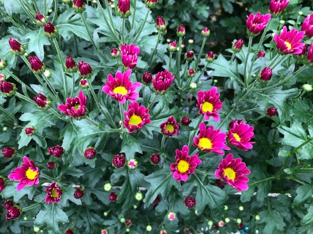 企画開発圃場（小菊）②