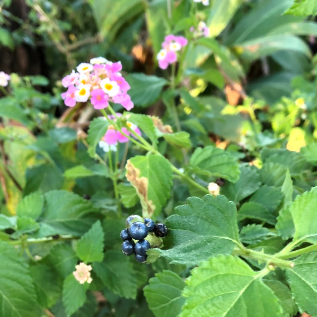 ランタナ（ピンク・白）花と実