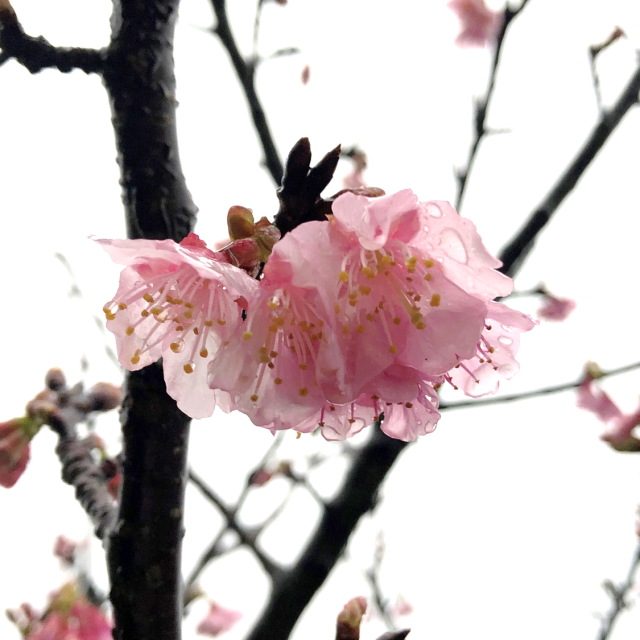 桜②