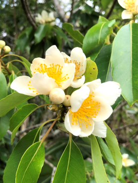 イジュの花