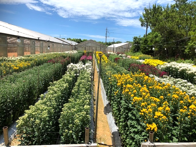 企画開発部（夏秋ギク圃場）