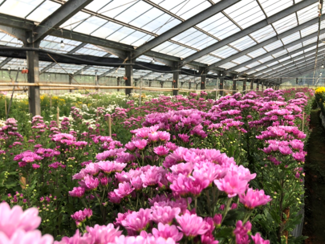 夏秋菊　企画開発部圃場①