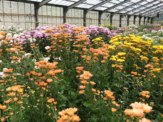 夏秋菊　企画開発部圃場②