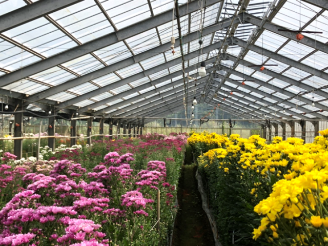 夏秋菊　企画開発部圃場③