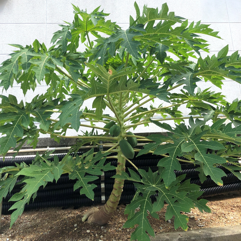 旬の植物・「パパイヤ」 | 沖縄県花卉園芸農業協同組合-太陽の花 ...