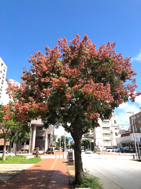 タイワンモクゲンジ①