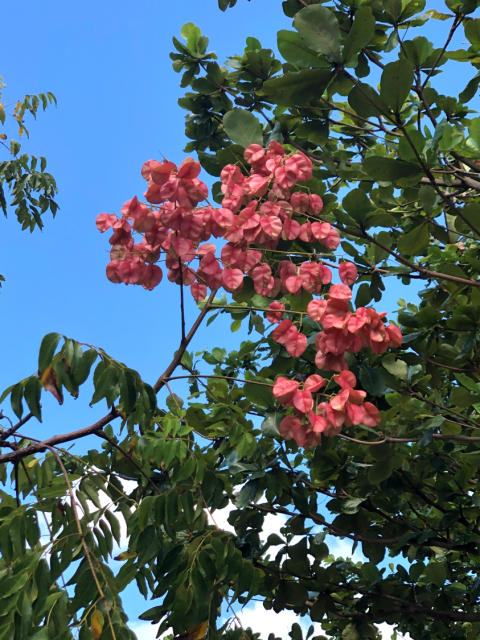 タイワンモクゲンジ②