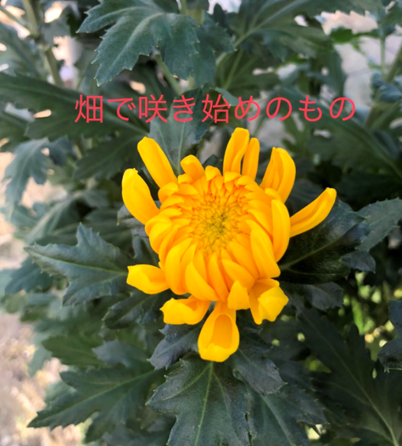 大菊開花