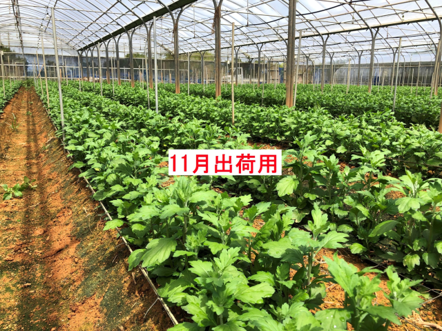 11月出荷用