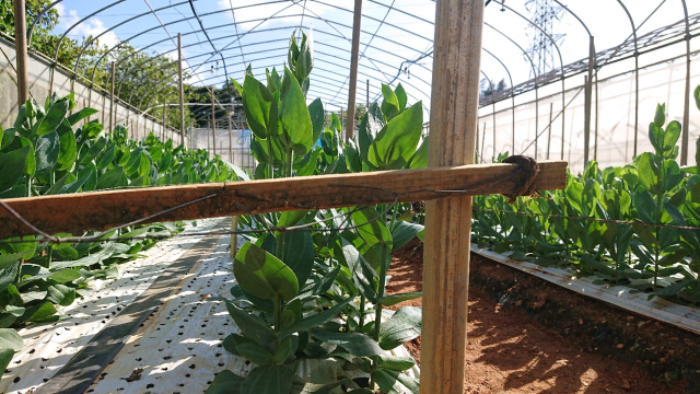 種苗開発・圃場②