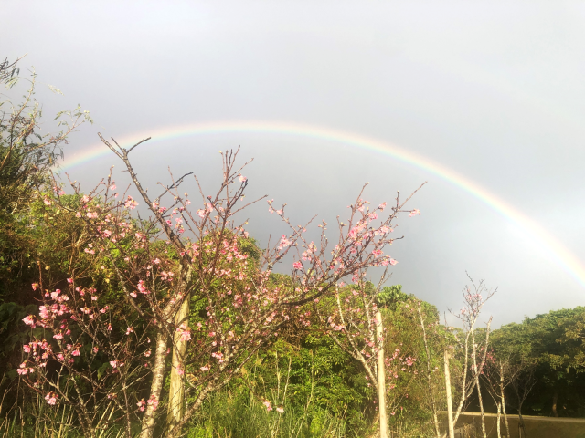 咲き始めの桜と虹